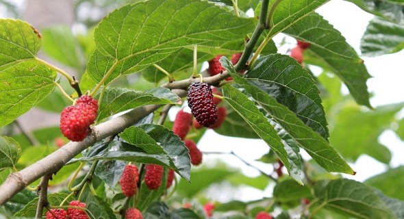Будуть як нові: перещеплюємо дорослі дерева шовковиці для покращення плодоношення 