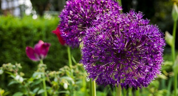 Коли цвіте цибуля: вирощуємо декоративні види культури у садибі 