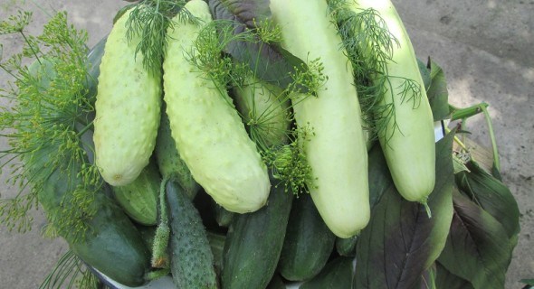 Без зайвої гіркоти: огірки-зеленці китайської селекції 