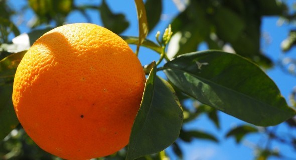 Апельсин: символ тепла, достатку і любові 