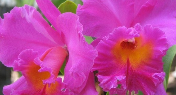 Королева орхідей: прекрасна катлея в умовах захищеного ґрунту 
