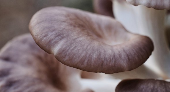 Гливи майже не хворіють: захист від хвороб, шкідників та деформації плодових тіл на грибній плантації 
