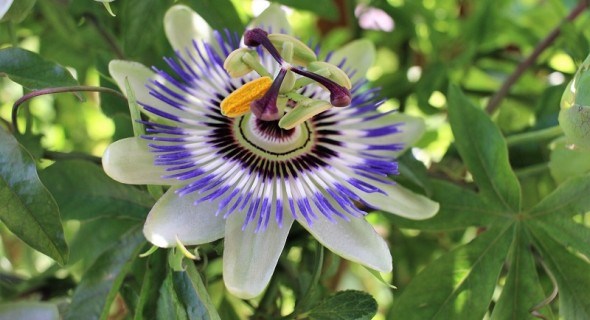 Квітка пристрасті: досвід вирощування пасифлори 