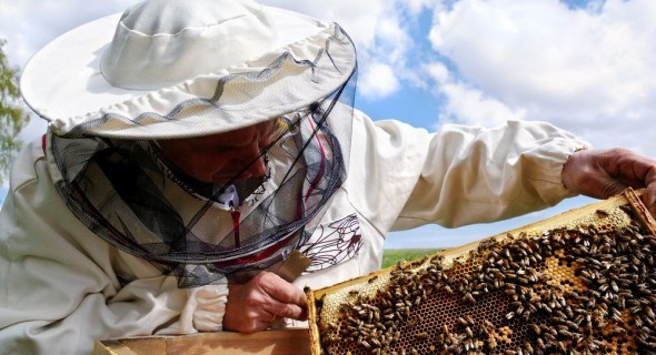 Розведення бджіл: поради практика  бджолярам-новачкам 