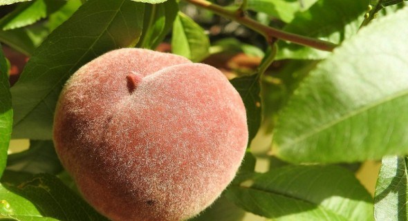 Ненажери вибирають персик: карантинні шкідники культури та заходи боротьби з ними 