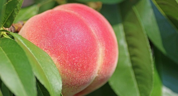 Гідна основа: вирощуємо найкращі підщепи для персика 