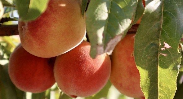 У перші дні весни: обрізка плодоносних дерев персика 