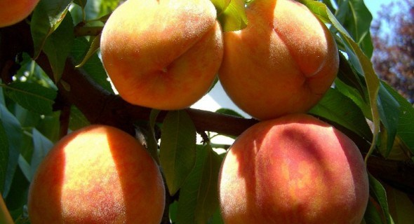 Повна чаша: формування дерев персика, які підвищують продуктивність 