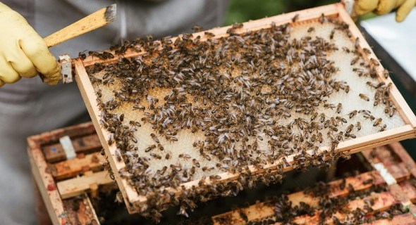Що робити бджолярам навесні: виставка бджіл, санітарна обробка вуликів, ревізія сімей 