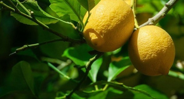 Здоровий і плодоносний цитрус: основні питання з догляду за кімнатним деревцем лимону 