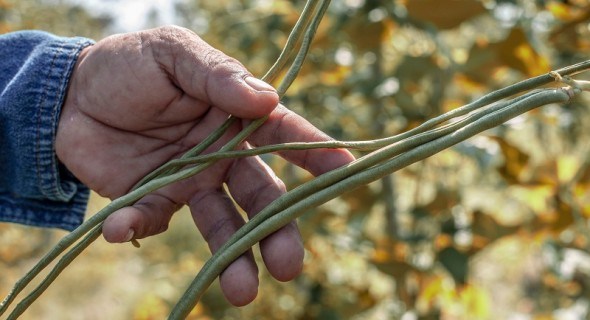 "Довгі боби" на городі: досвід вирощування вігни китайської
