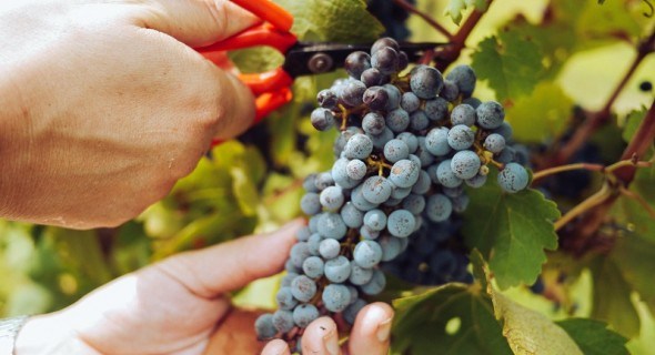 Дар лози в долонях з листя: цілющі властивості винограду 