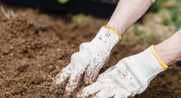 Зловмисні дротяники: як захистити город від ґрунтових шкідників 