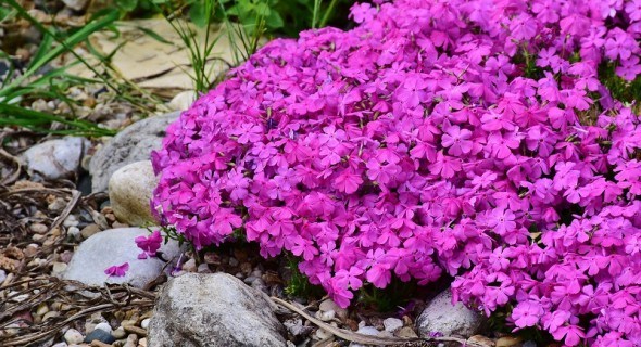 Травневі варіації скельного садка: рослини для весняного цвітіння у альпінарії 