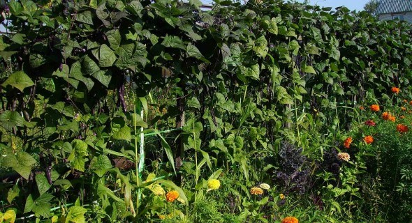 Овочеві "щити": вирощуємо захисні куліси з виткої квасолі 