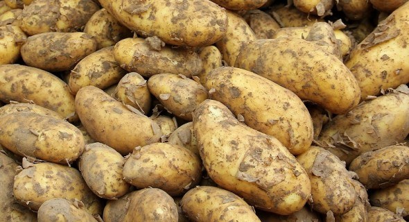 Невидимий ворог: як попередити дитиленхоз картоплі 