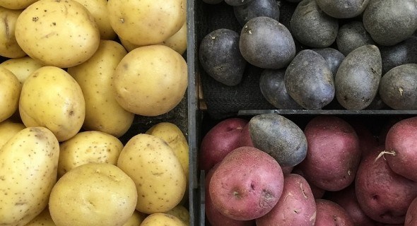 Щоб не дістала підступна гниль: хвороби картоплі у сховищі та захист від них 