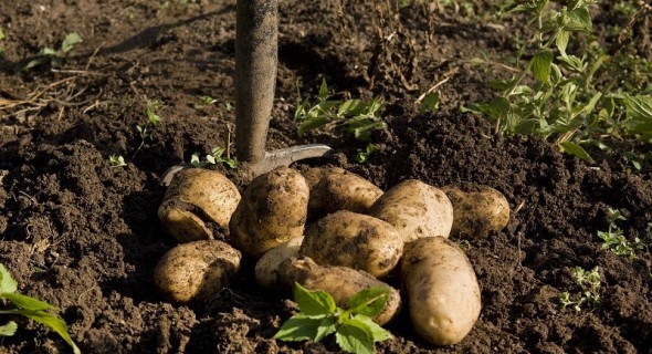 Найранніша картопля: технологія вирощування для отримання літнього врожаю 