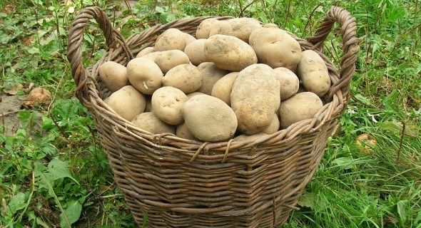 Бережи свій врожай: особливості збору і зберігання цибулі та картоплі  