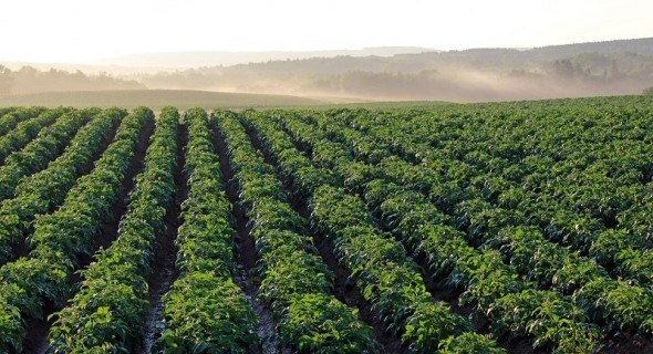 Для підвищення врожаю: переваги та недоліки крапельного зрошування картоплі 
