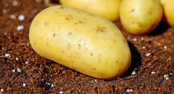 Тексіо Велум -  захист картоплі та овочів від шкідників та хвороб! 