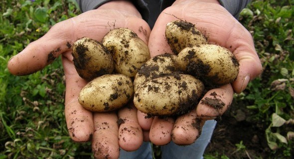 Як зацвіте черемха: строки посадки та агротехніка вирощування ранньої картоплі 