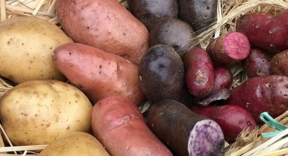 Швидкий врожай: основні прийоми для прискореного розмноження нових сортів картоплі 