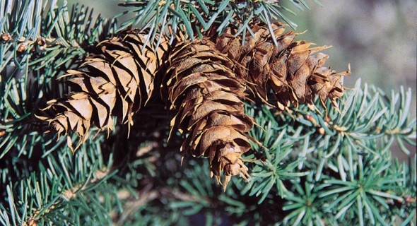 Псевдотсуга мензиса  — диковинное дерево из Ванкувера
