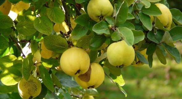 Сад яблук золотих: посадка, формування, розмноження і щеплення айви звичайної 
