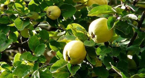 Чарівне "яблуко": цілющі властивості та їстівна цінність айви 