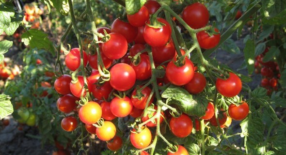 Ода помідорам: улюблені “гіганти” і “крихітки” 