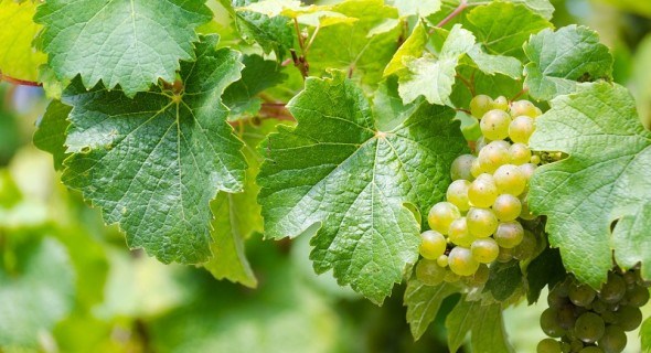 Зелена "операційна": проводимо весняне щеплення винограду 