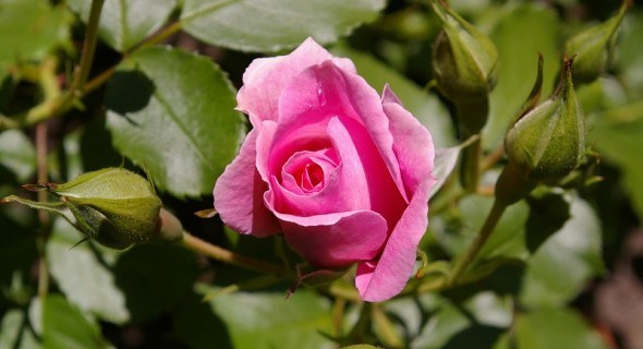 Весна прийшла в розарій: розкриваємо, обрізаємо та захищаємо троянди 