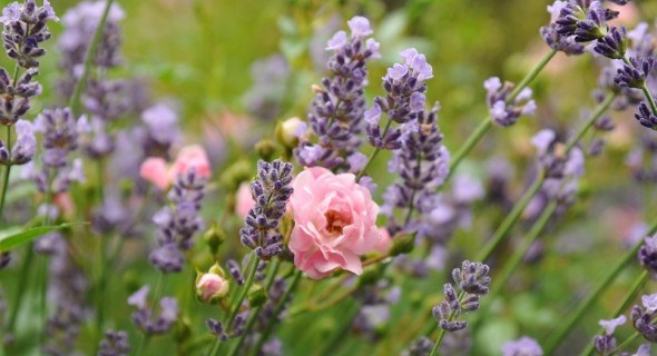 Свято аромату: створюємо сад пахощів з ароматичних рослин та квітів  