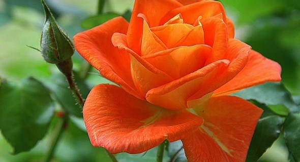 Трояндове літо: підживлення, полив та захист розарію у червні 