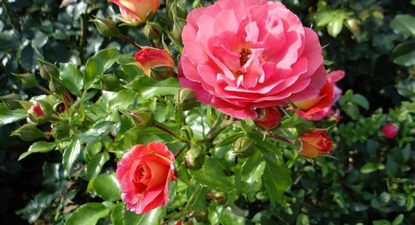 Красиві, але примхливі: особливості догляду за виткими трояндами 