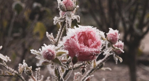 Під теплим покривалом: як вкривати на зиму різні види троянд  