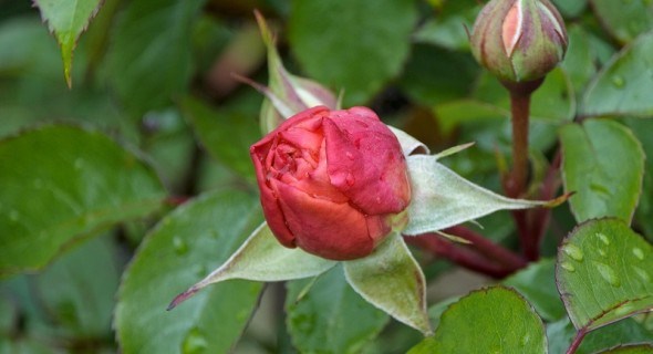 Квітник прокидається: основи догляду за трояндами навесні 
