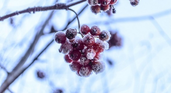 В студеную зимнюю пору: защищаем плодовый сад...  