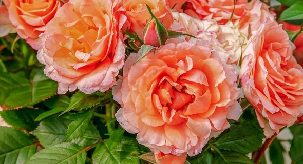 Турбота про здоров'я примадонни: розпізнаємо хвороби листя і квіток троянд 
