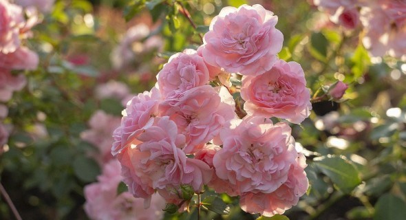 Розкішні кущі троянд: розмножуємо живцюванням  