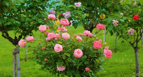 Трояндові дерева: особливості догляду за штамбовими формами 