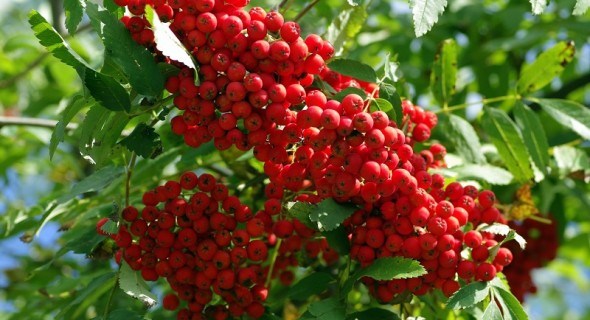 Садова аптека: червоноплідна та чорноплідна горобина у садибі 