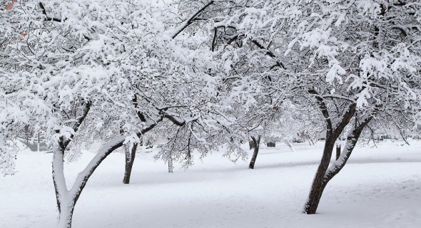 Зимові негаразди: як захистити плодові дерева у саду від підмерзання 
