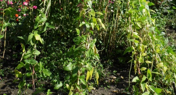 Огородная "неженка": выращиваем спаржевую вигну 