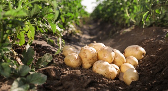 Технологія така, що картопля без жука