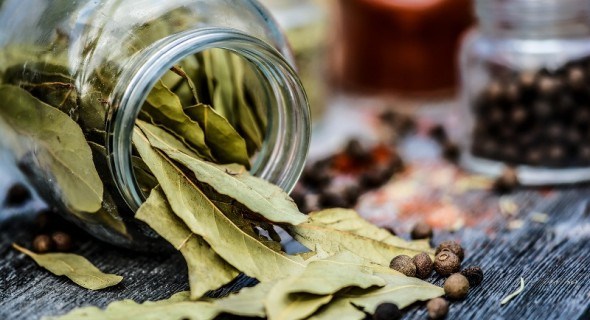 Реліктові прянощі: цілющі та харчові властивості лаврового листя 