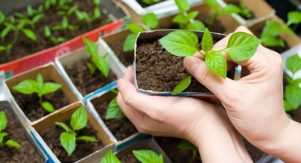 Хай розсада буде здорова: правила пророщування насіння овочевих культур  