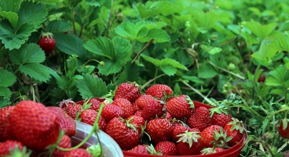 Жива ягода: вирощування органічної садової суниці 