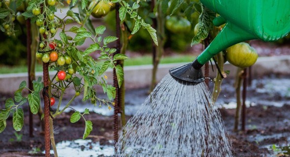Кожному овочу – свій полив: водний режим для городніх культур 